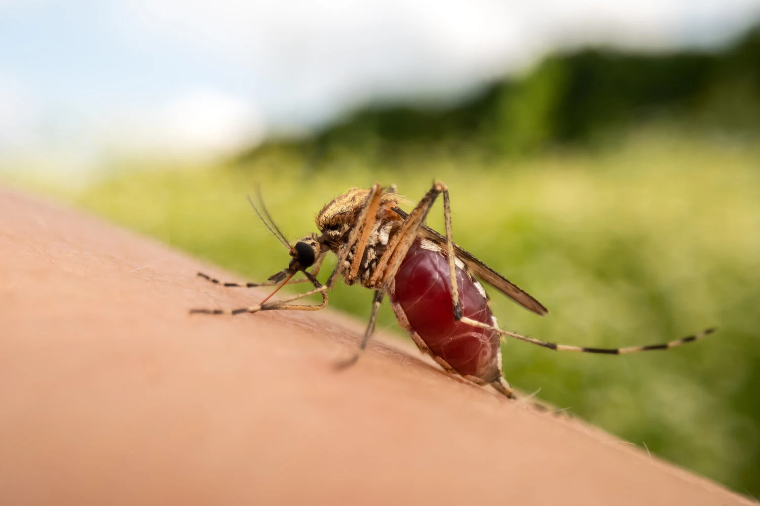 Malaria